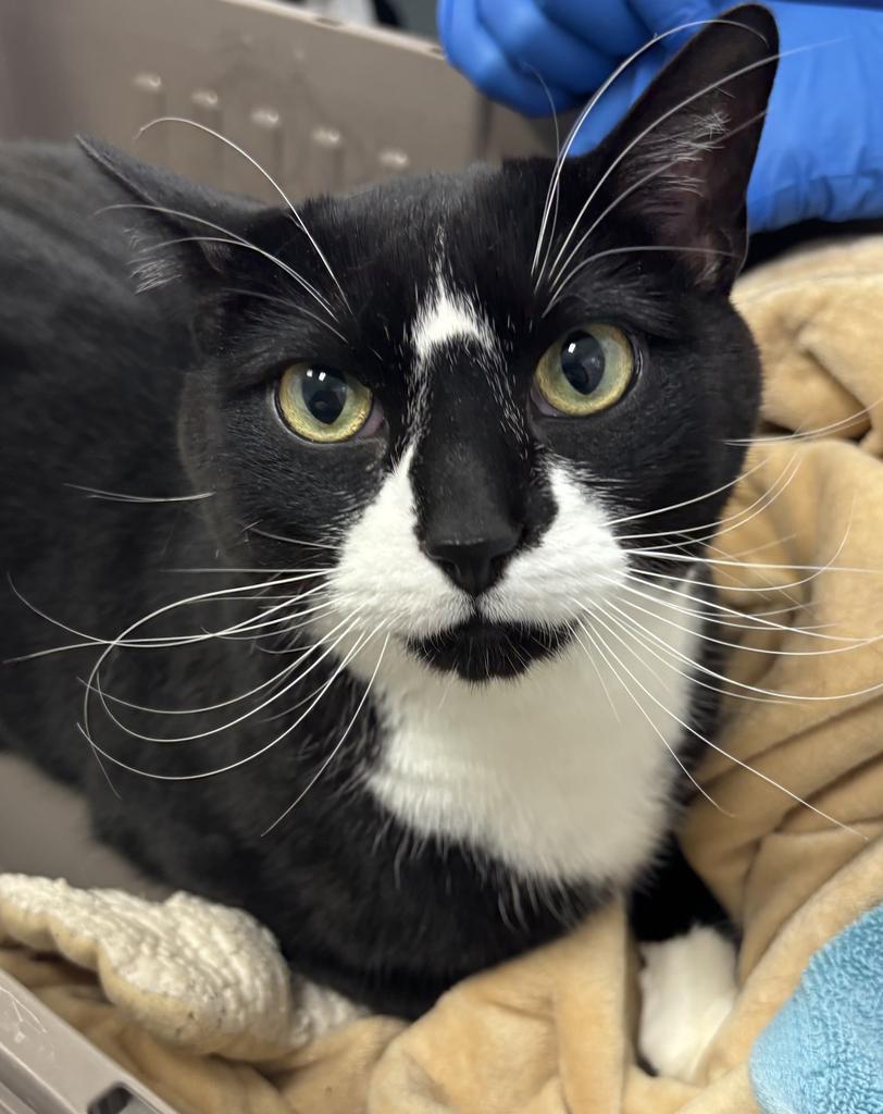 Enlarge Master Shifu, a Adoptable mixed breed in Saint Paul, MN image 6/6