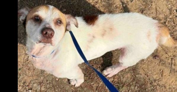 Chester, Adopted, Adult Male Terrier.