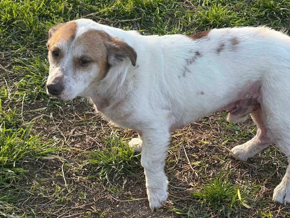 Enlarge Chester, a Adopted Terrier in Dallas, TX image 2/5