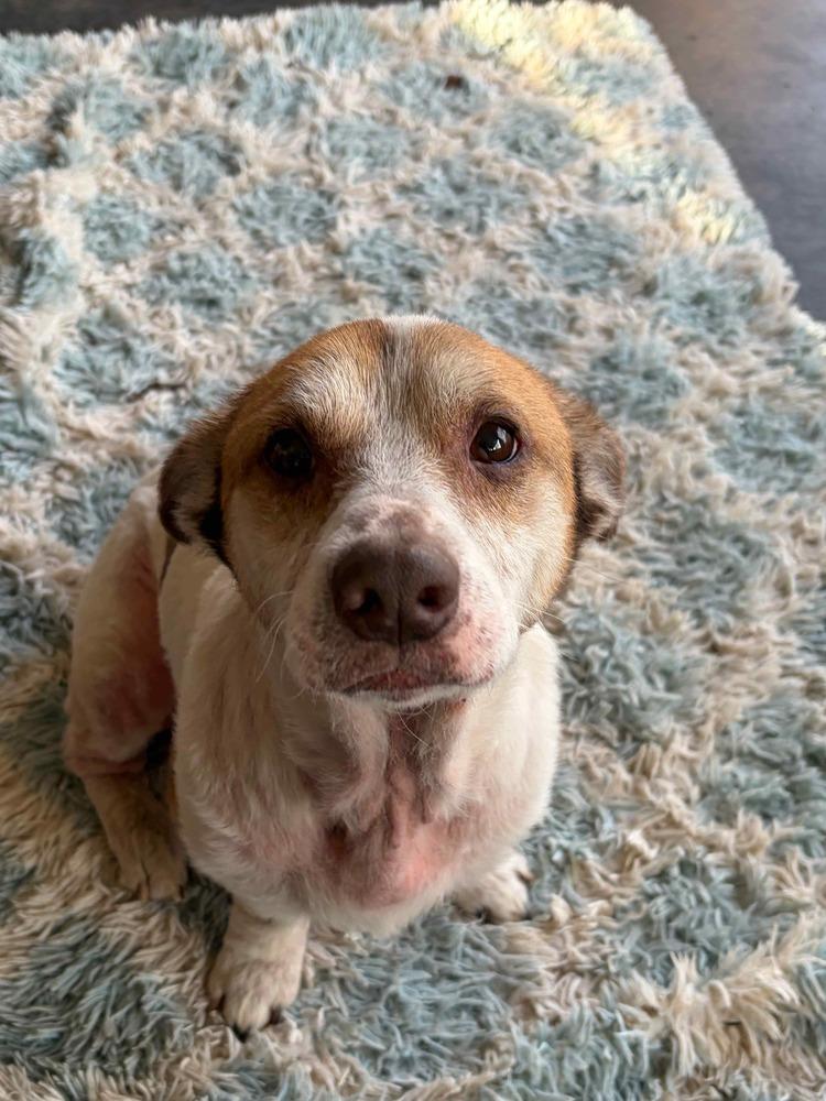 Enlarge Chester, a Adopted Terrier in Dallas, TX image 3/5