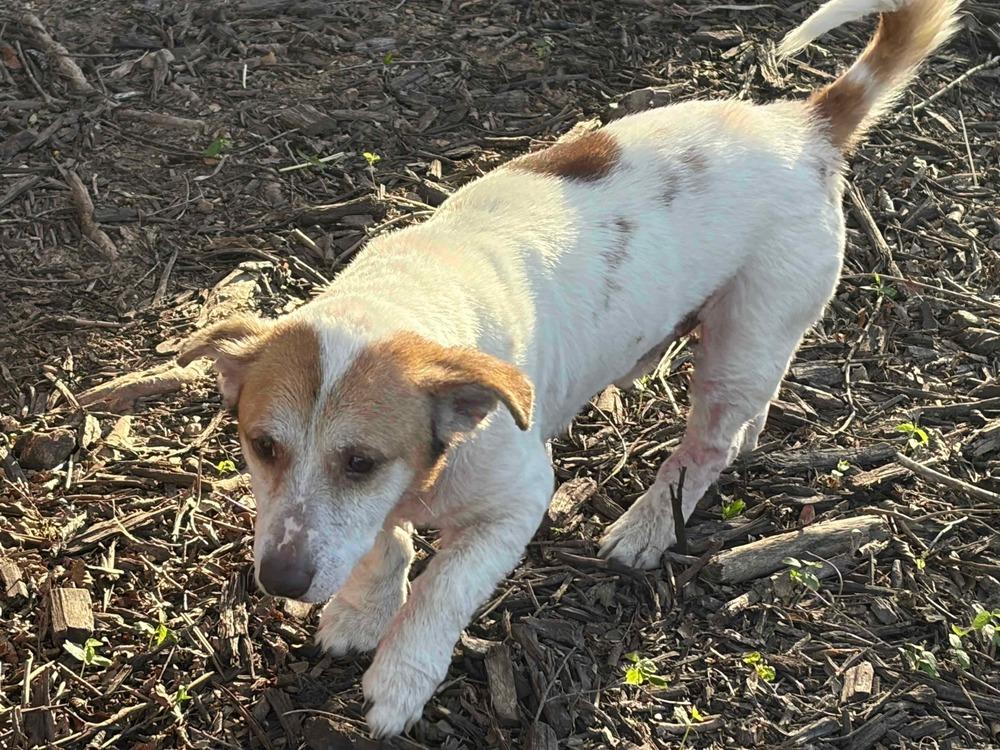 Enlarge Chester, a Adopted Terrier in Dallas, TX image 4/5