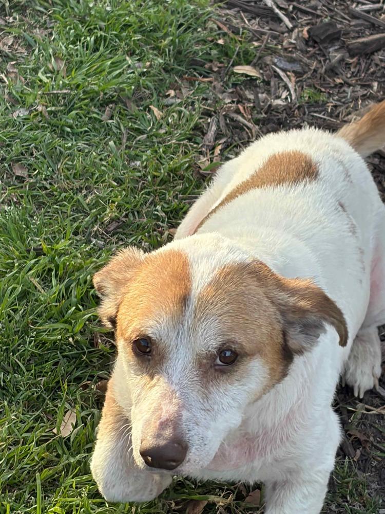 Enlarge Chester, a Adopted Terrier in Dallas, TX image 5/5