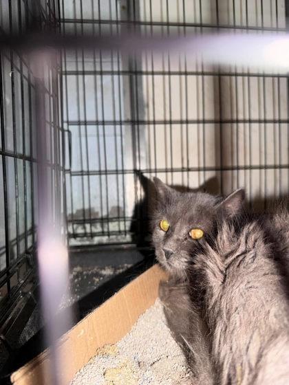 BARN CAT K19 bottom, Adoptable, Adult Male Domestic Long Hair & Domestic Short Hair.