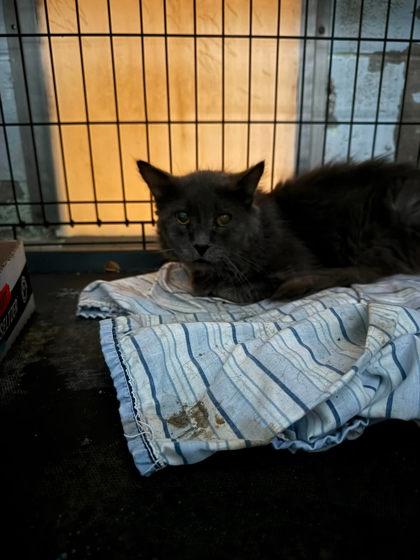 Enlarge BARN CAT K19 bottom, a Adoptable mixed breed in Scottsbluff, NE image 2/2