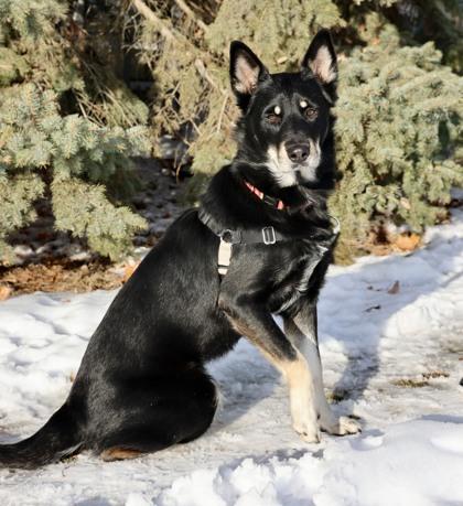 Enlarge Dolly, a Adoptable mixed breed in Hastings, MN image 1/3