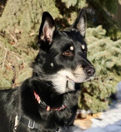 Enlarge Dolly, a Adoptable mixed breed in Hastings, MN image 2/3