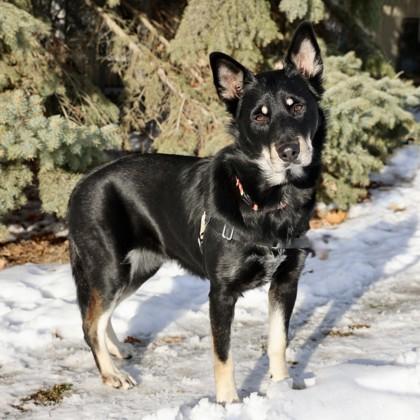 Enlarge Dolly, a Adoptable mixed breed in Hastings, MN image 3/3