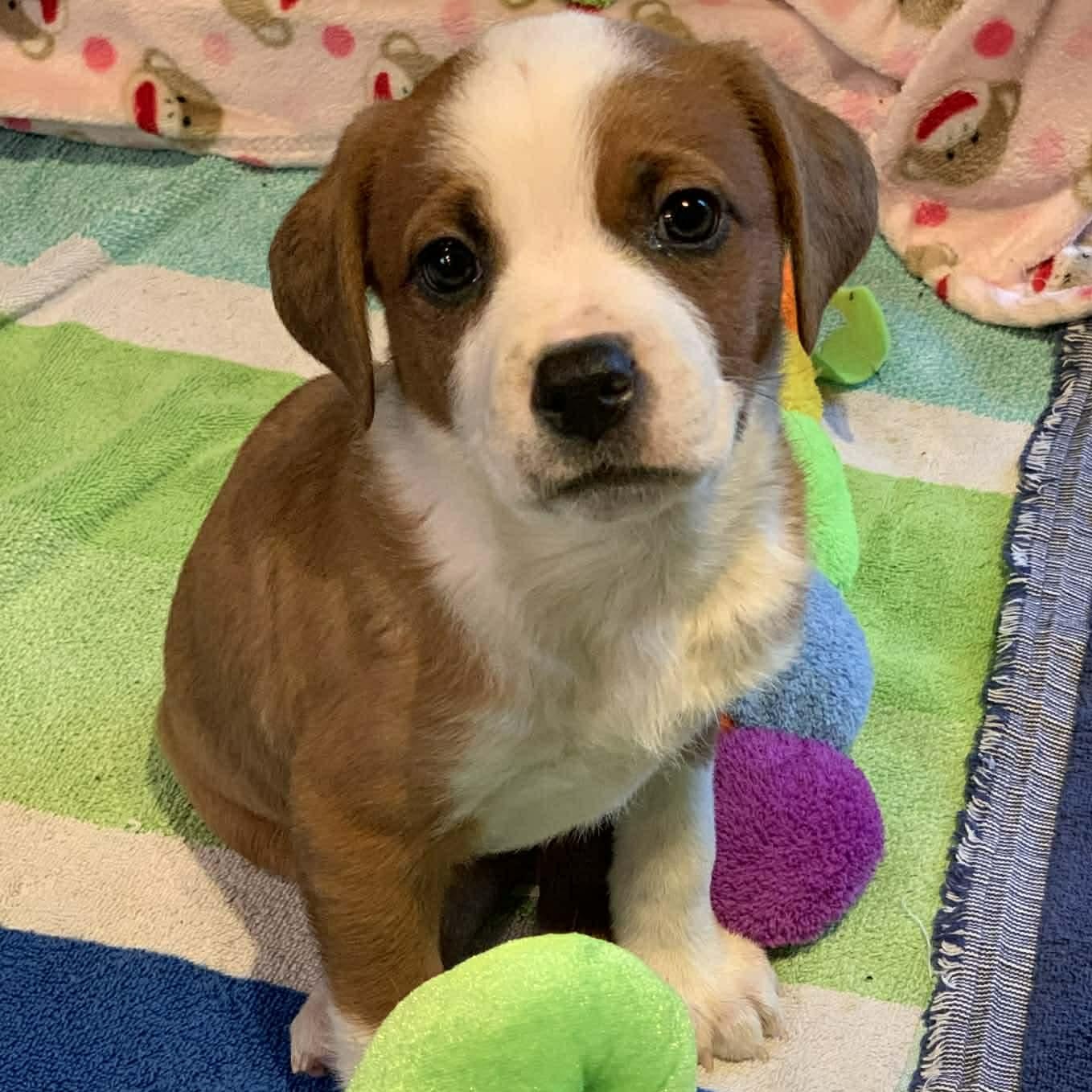 Enlarge Ariel, a Adoptable mixed breed in Plymouth Meeting, PA image 2/6