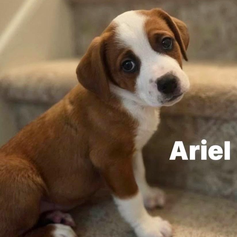 Ariel, Adoptable, Puppy Female Boxer.