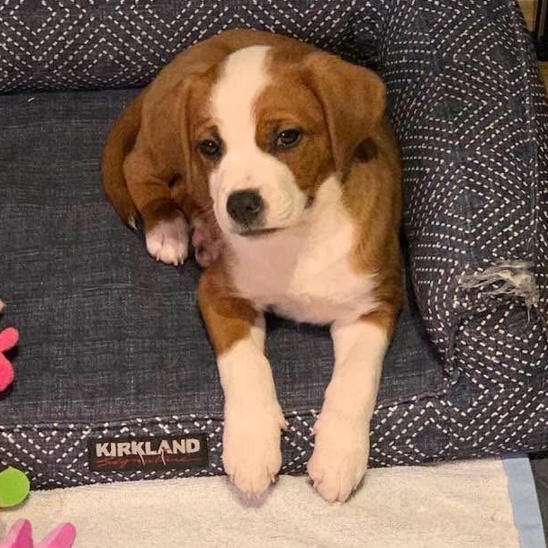 Enlarge Ariel, a Adoptable mixed breed in Plymouth Meeting, PA image 5/6