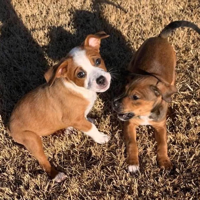 Enlarge Ariel, a Adoptable mixed breed in Plymouth Meeting, PA image 3/6