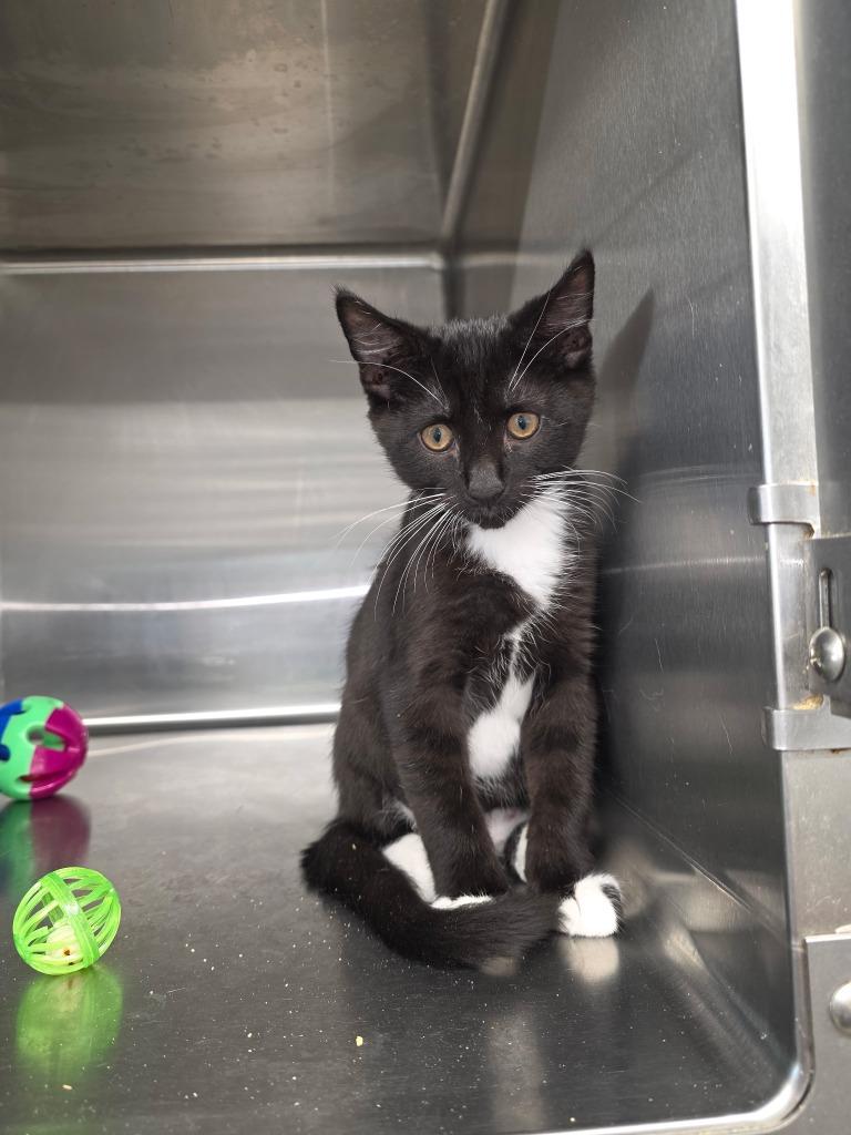 Berlious, Adopted, Kitten Male Domestic Short Hair.
