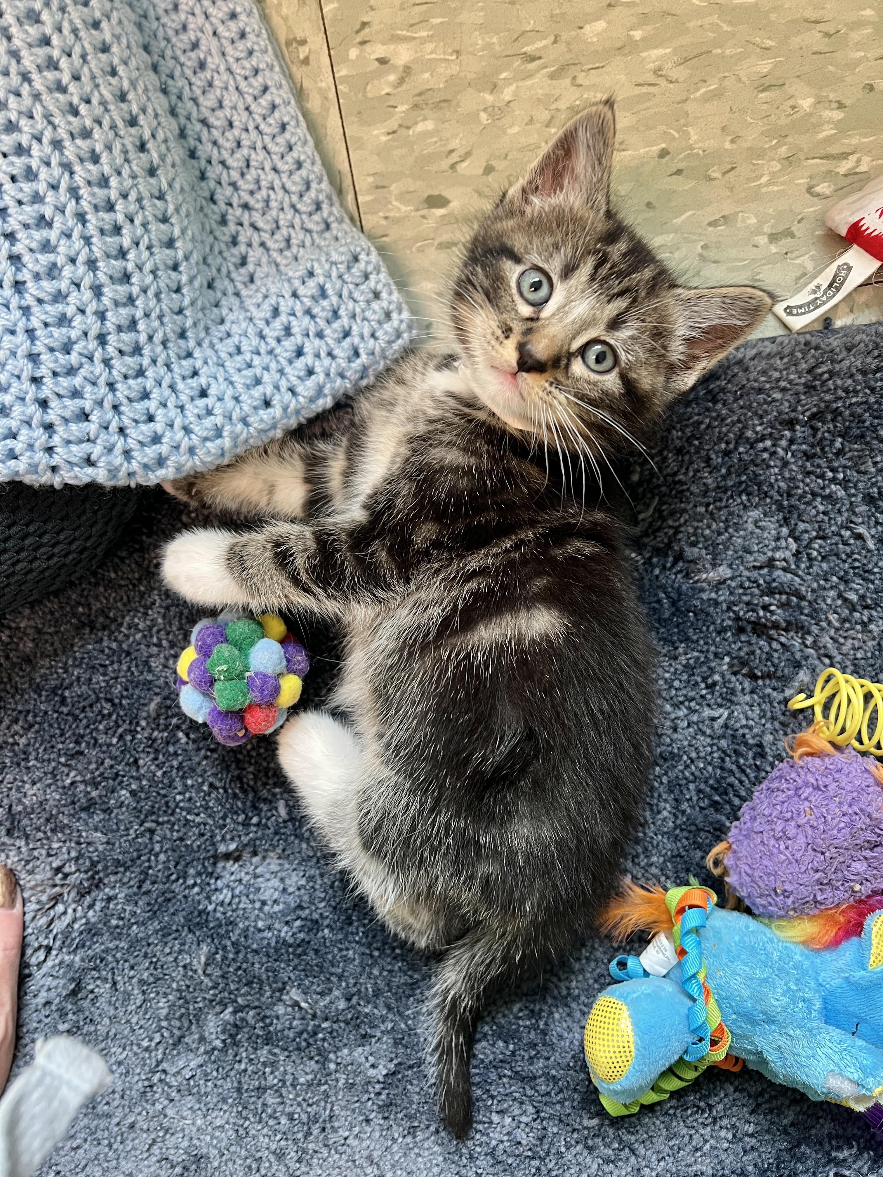 Archie, an adoptable Domestic Short Hair in Jamestown, ND, 58402 | Photo Image 1