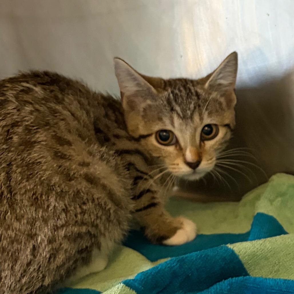 Chile de Arbol, Adoptable, Kitten Male Domestic Short Hair.