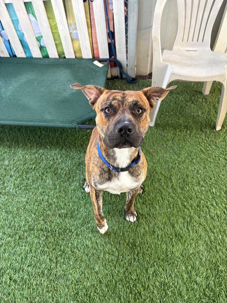 Bruno, a Adoptable mixed breed in Newman, CA image 1/6