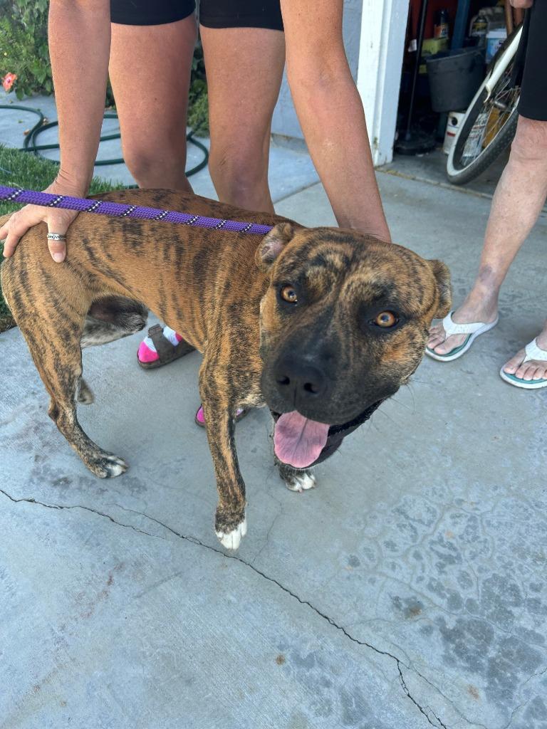 Bruno, a Adoptable mixed breed in Newman, CA image 2/6