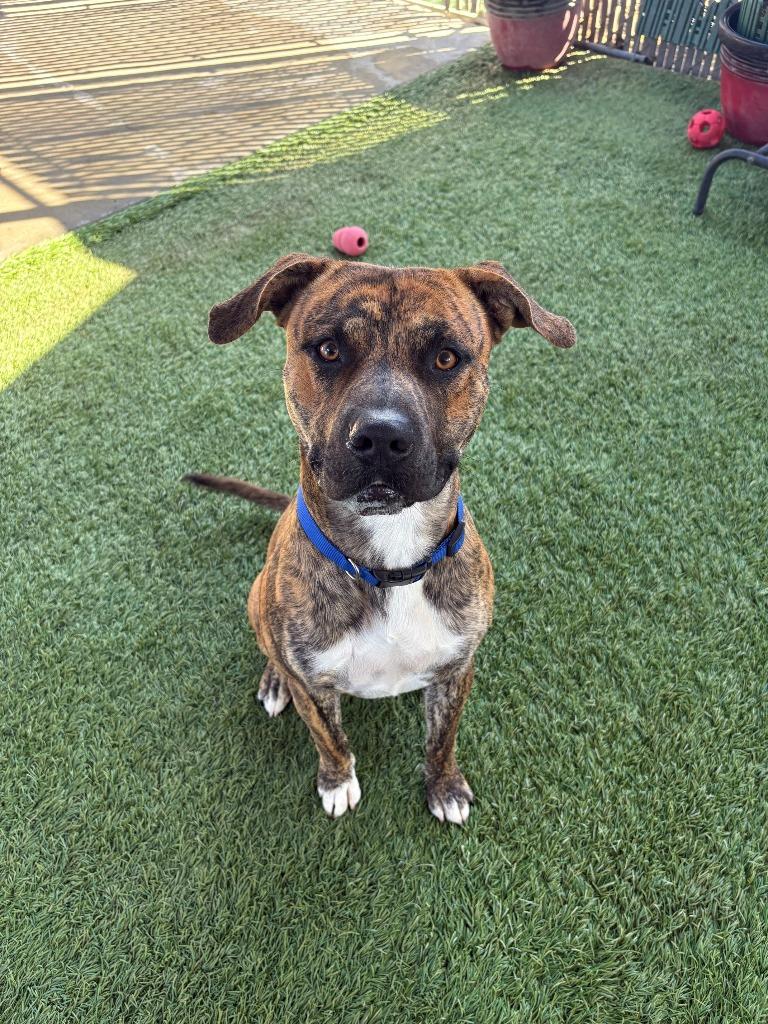 Bruno, a Adoptable mixed breed in Newman, CA image 3/6