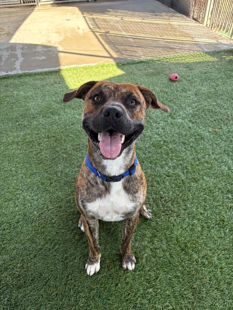 Bruno, a Adoptable mixed breed in Newman, CA image 4/6