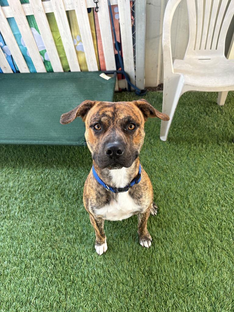 Bruno, a Adoptable mixed breed in Newman, CA image 5/6