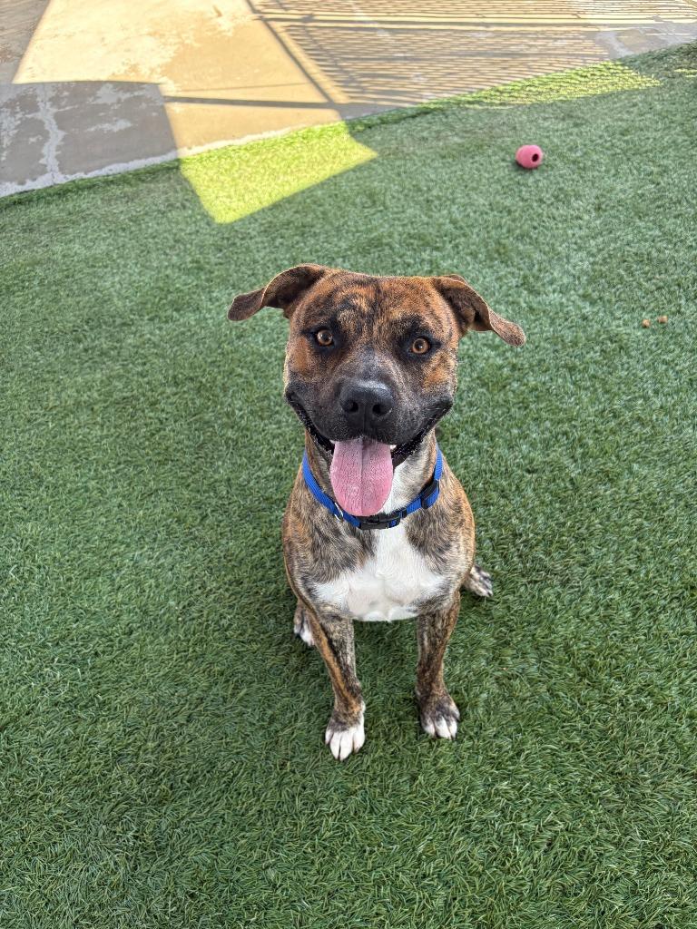 Bruno, a Adoptable mixed breed in Newman, CA image 6/6