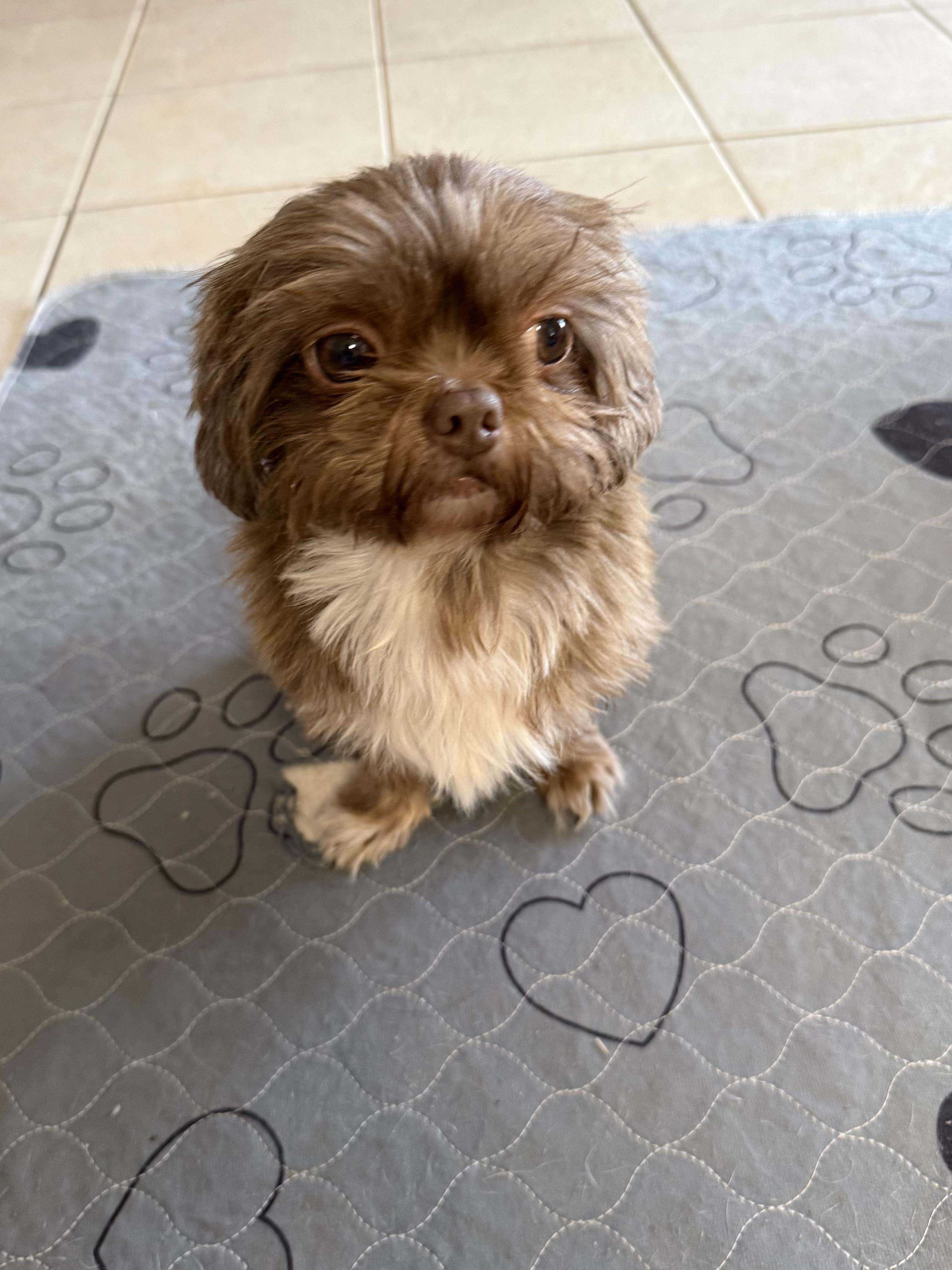 Angora, a ADOPTABLE Shih Tzu in Kings Mountain, NC image 5/6