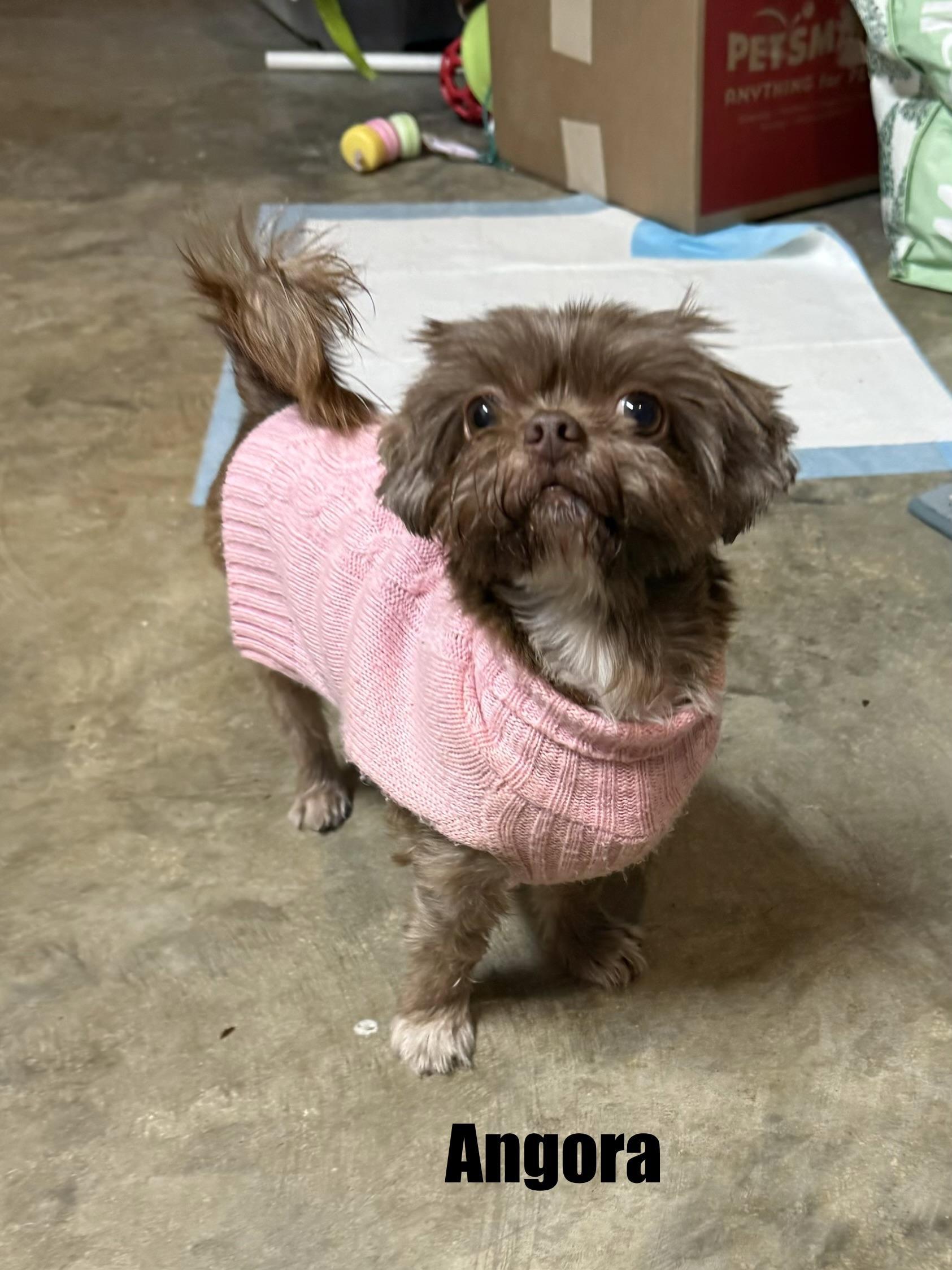 Angora, a ADOPTABLE Shih Tzu in Kings Mountain, NC image 2/6