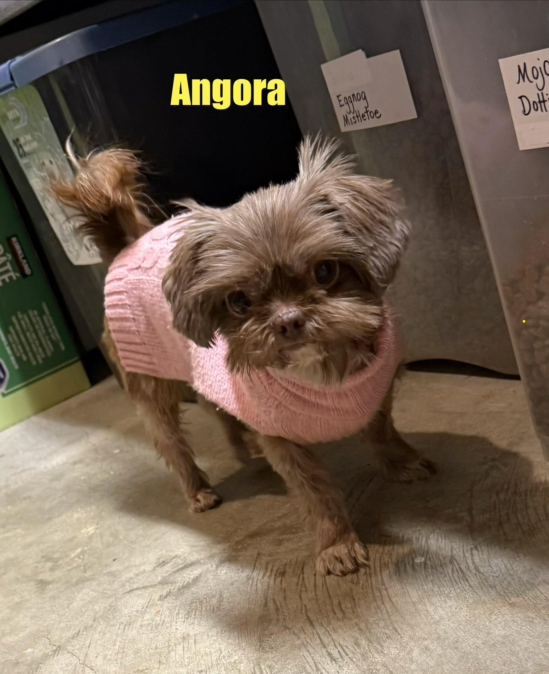 Angora, a ADOPTABLE Shih Tzu in Kings Mountain, NC image 3/6