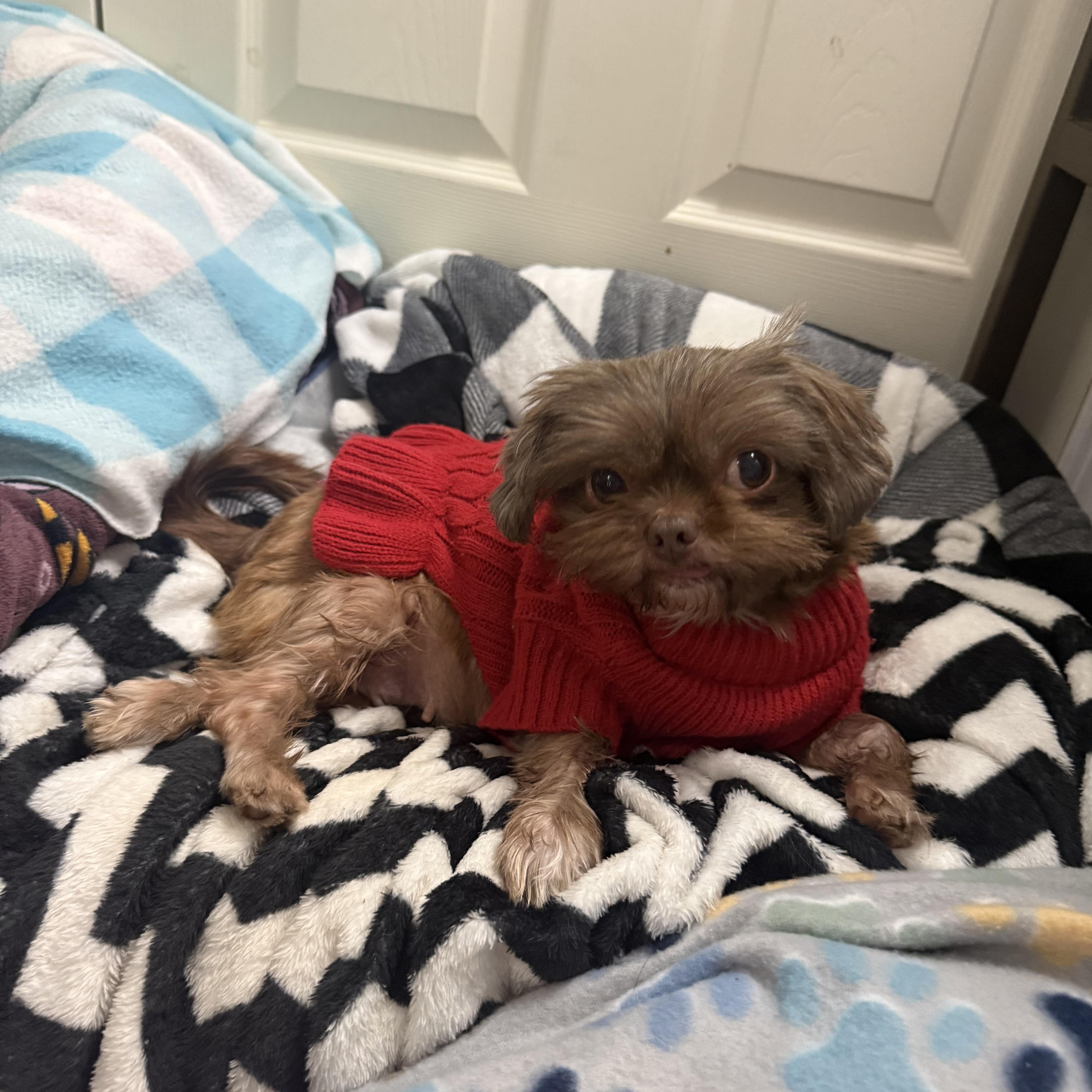 Angora, a ADOPTABLE Shih Tzu in Kings Mountain, NC image 6/6