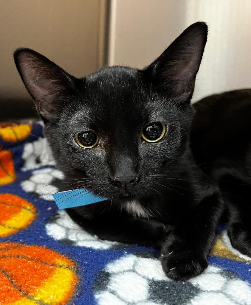 Jax, Adoptable, Kitten Male Domestic Short Hair.