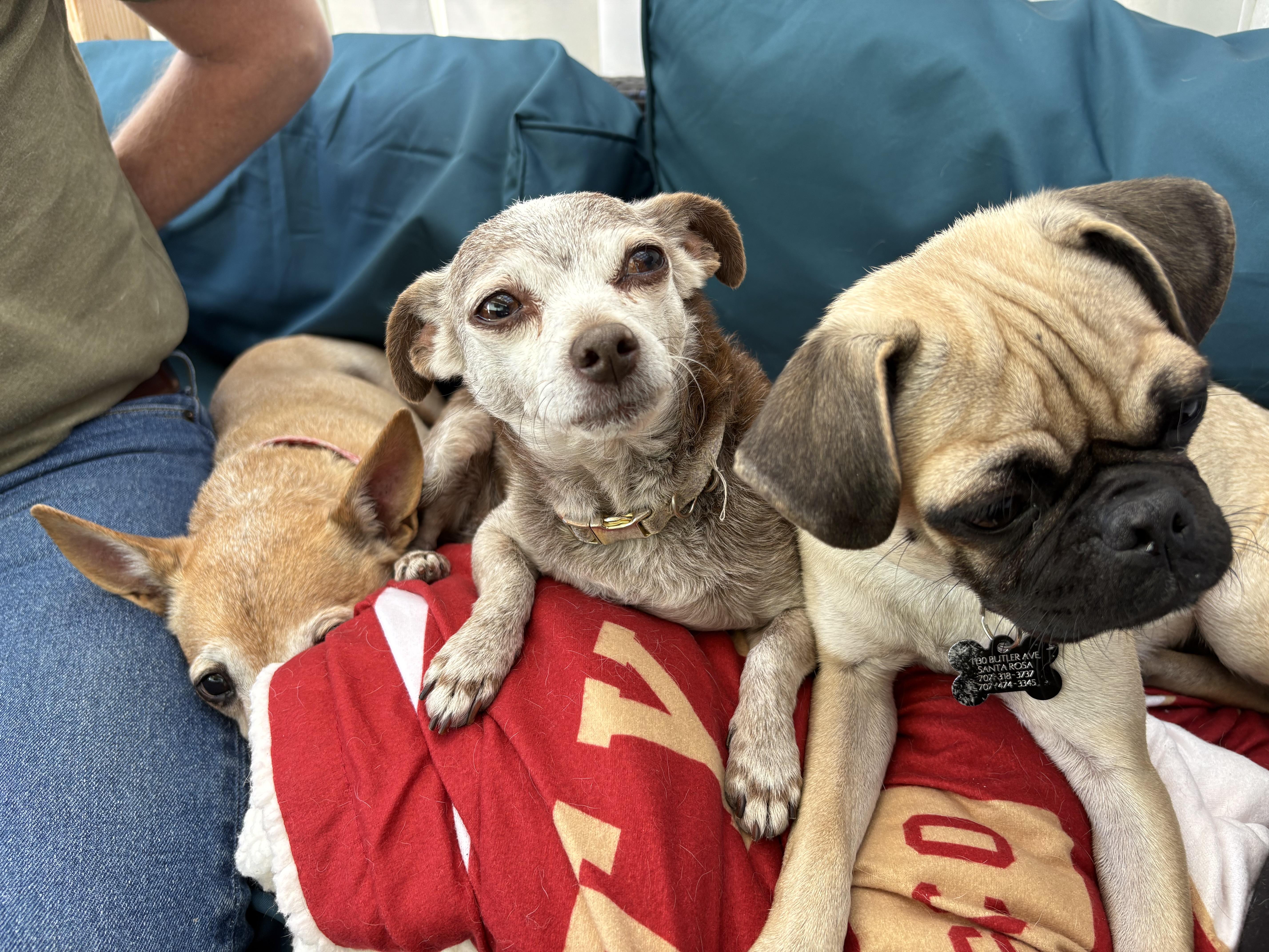 Enlarge Ariel, an adopted mixed breed in Santa Rosa, CA image 2/5