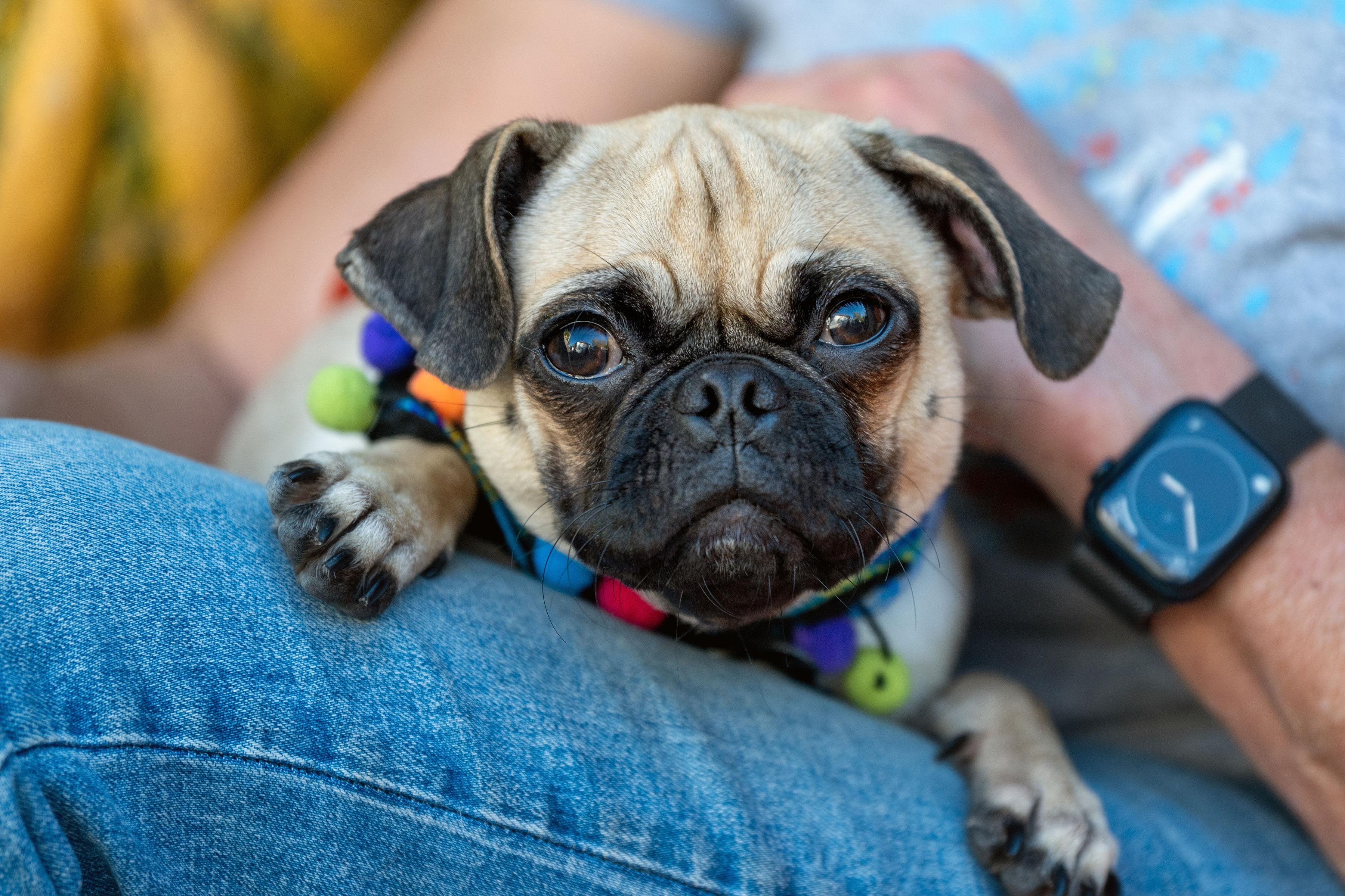 Enlarge Ariel, an adopted mixed breed in Santa Rosa, CA image 1/5