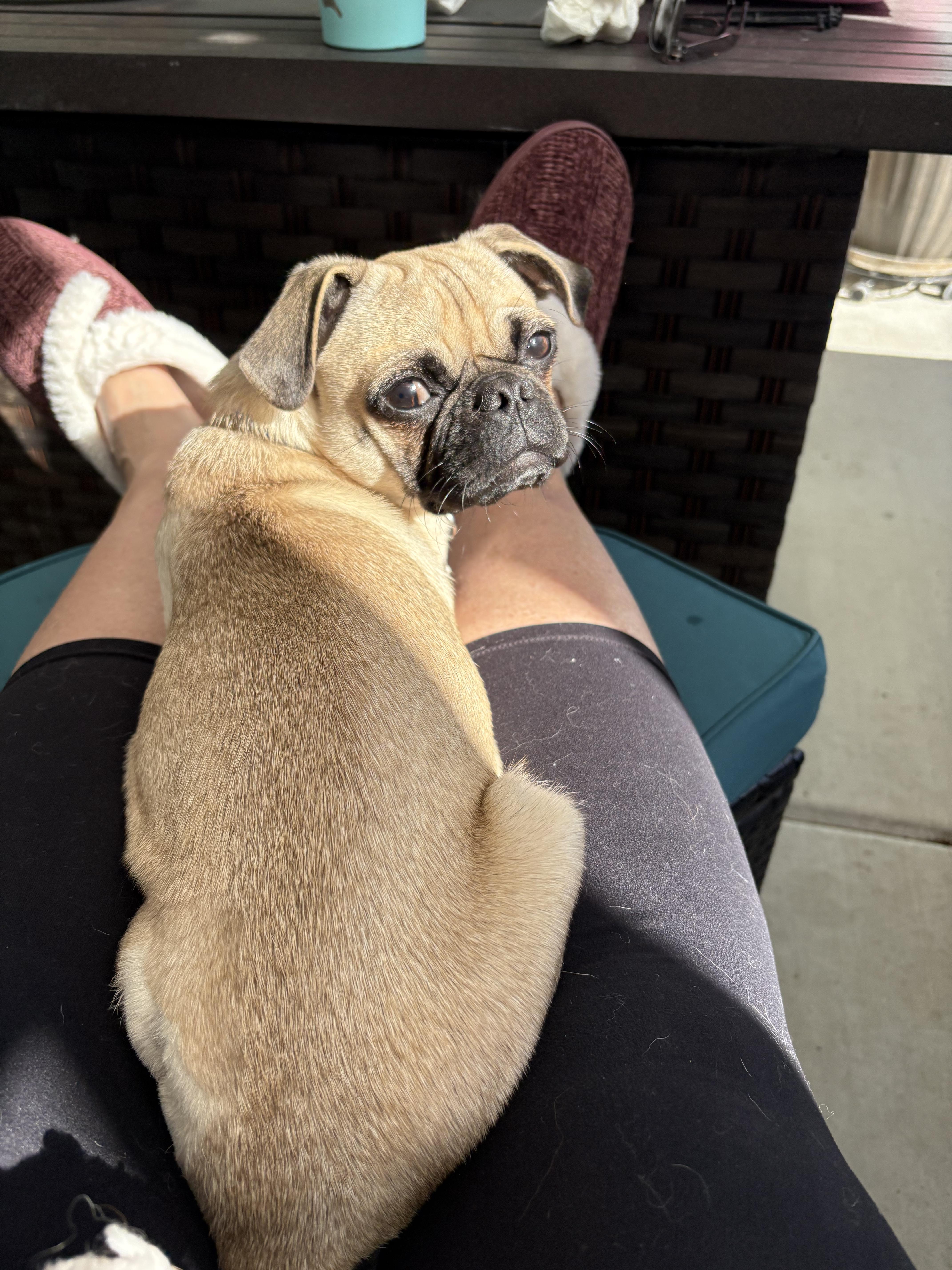 Enlarge Ariel, an adopted mixed breed in Santa Rosa, CA image 4/5