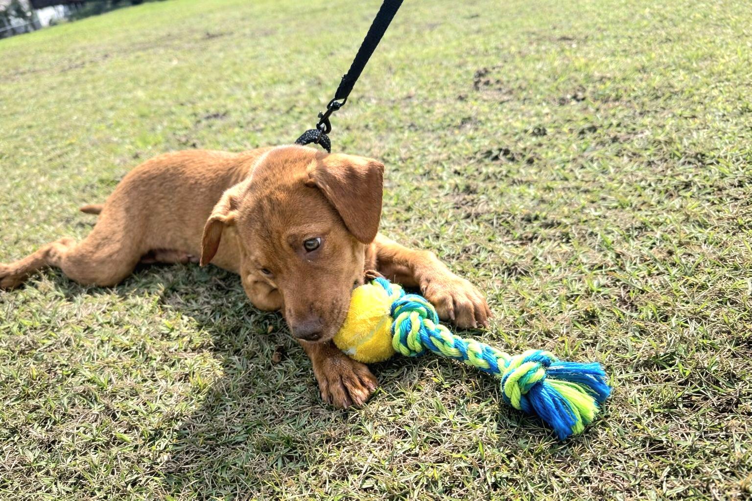 Vanilla Swirl "delcious Kisses!" thumbnail 2