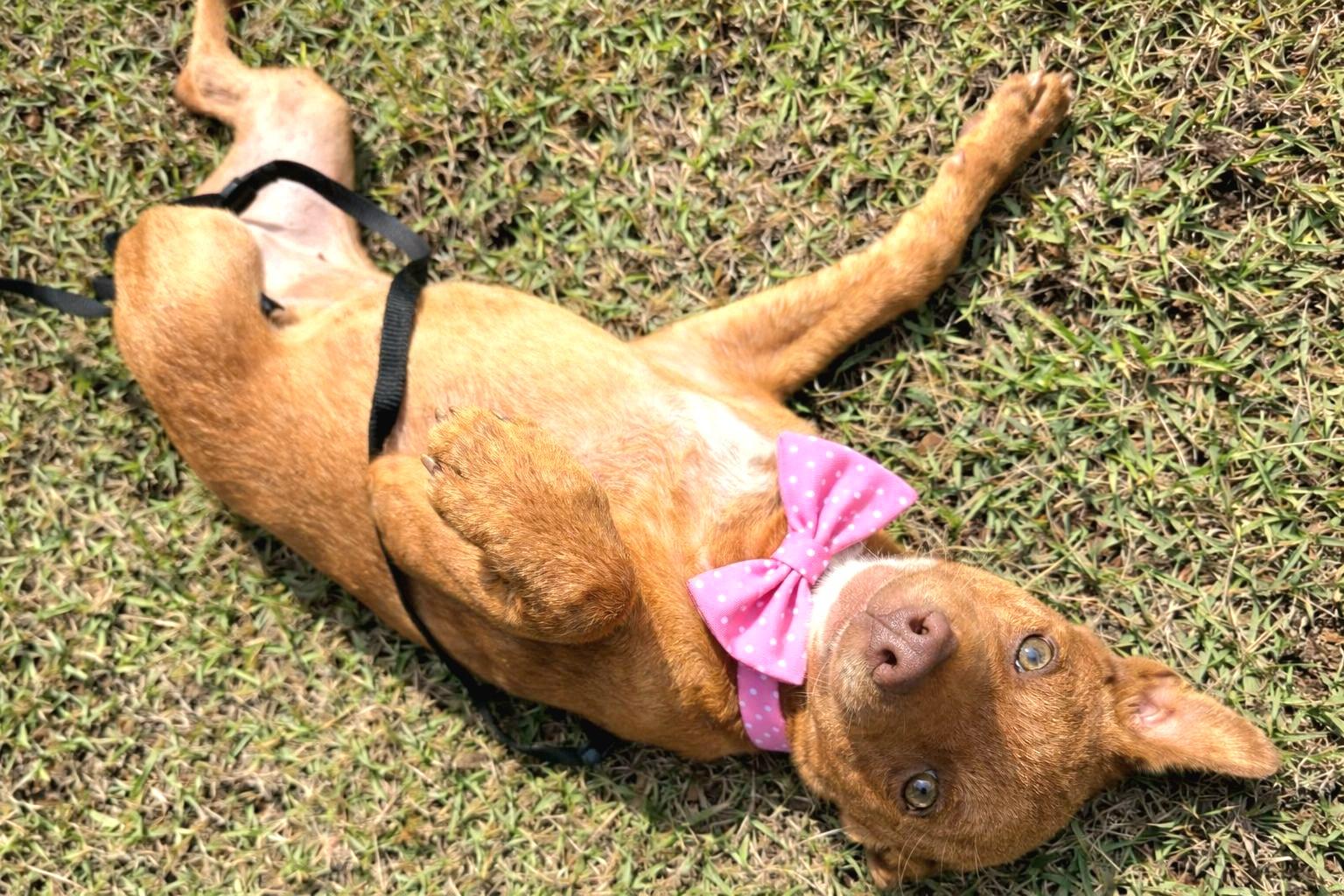 Vanilla Swirl "delcious Kisses!" thumbnail 3