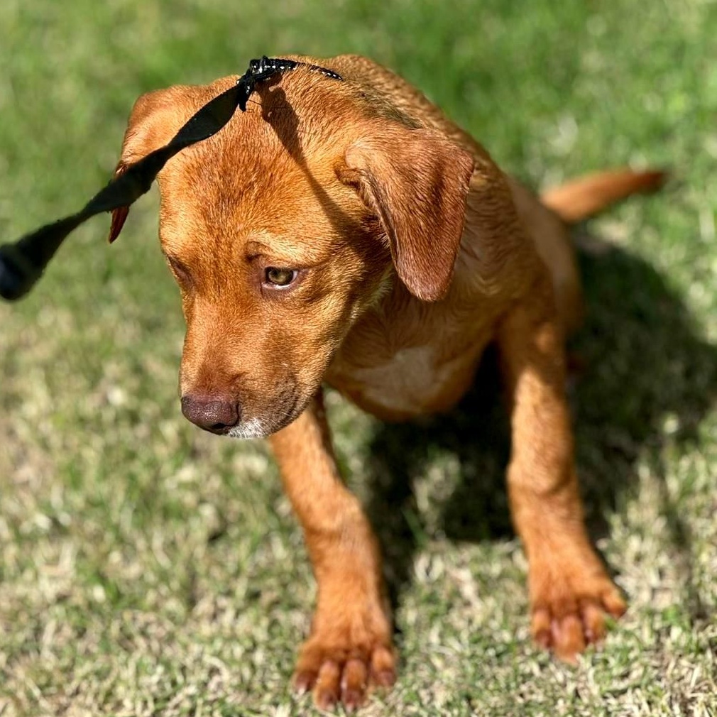 Vanilla Swirl "delcious Kisses!" thumbnail 4