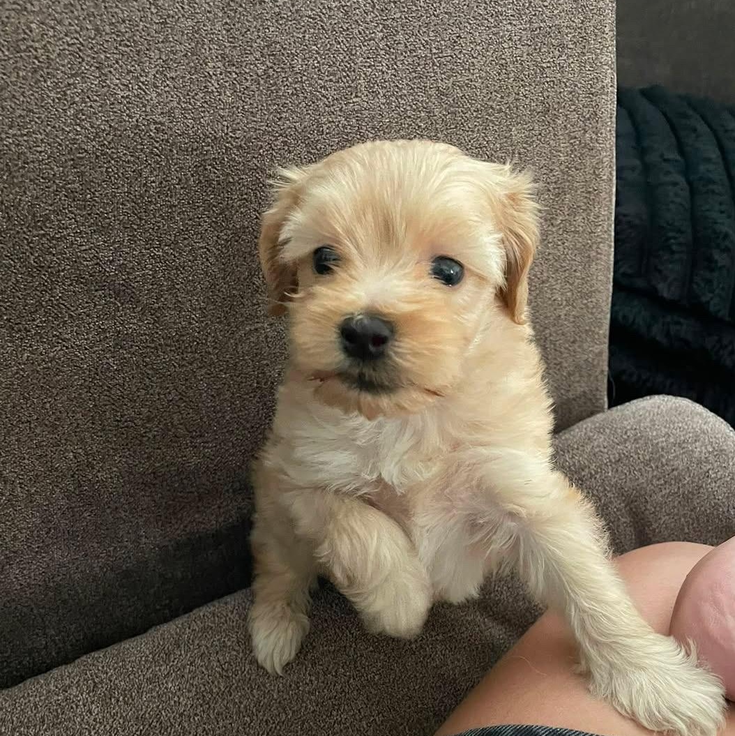 Teddy, adopted, Puppy Female Maltipoo.