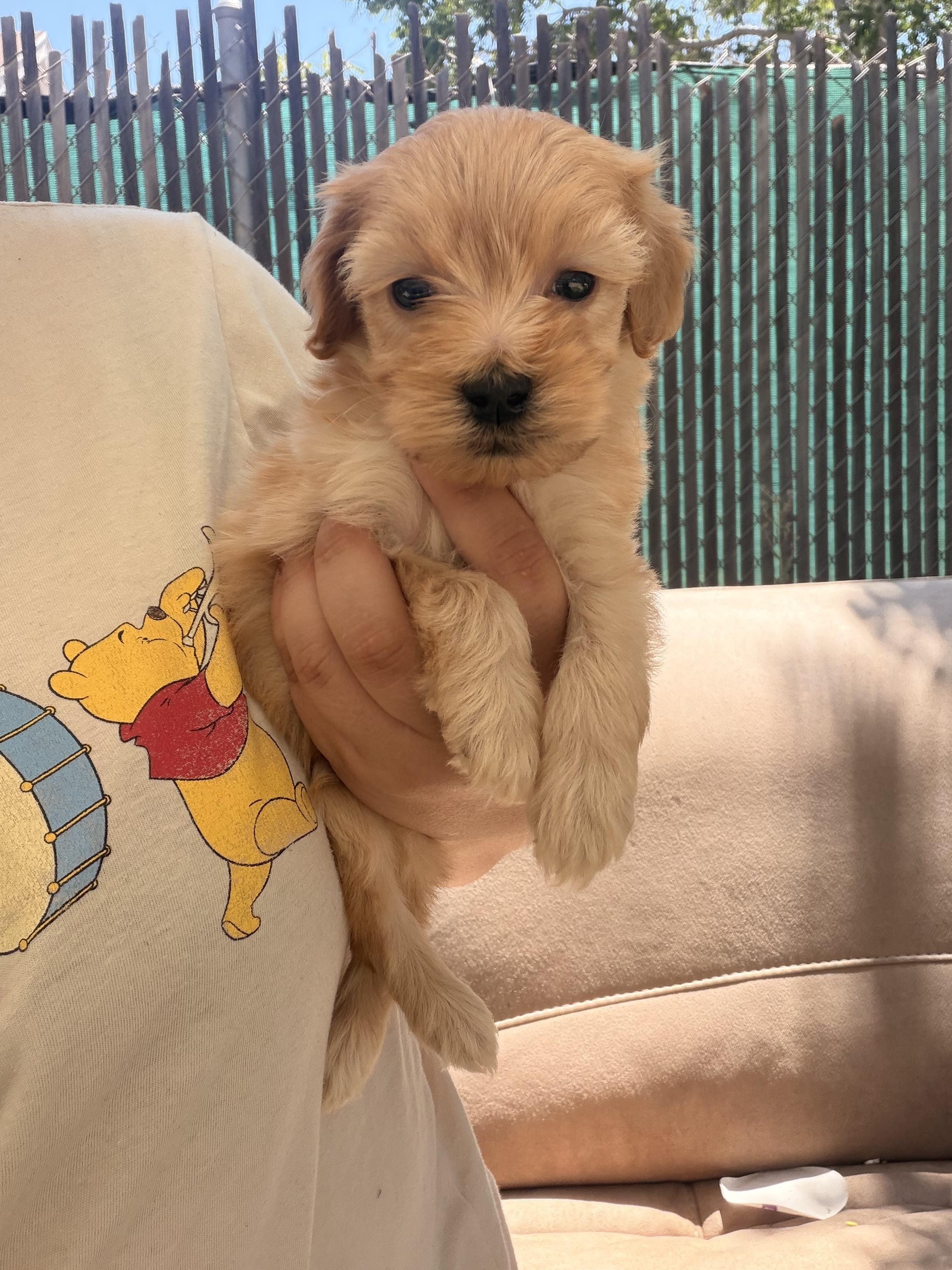 Teddy, an adopted mixed breed in Redlands , CA image 2/6
