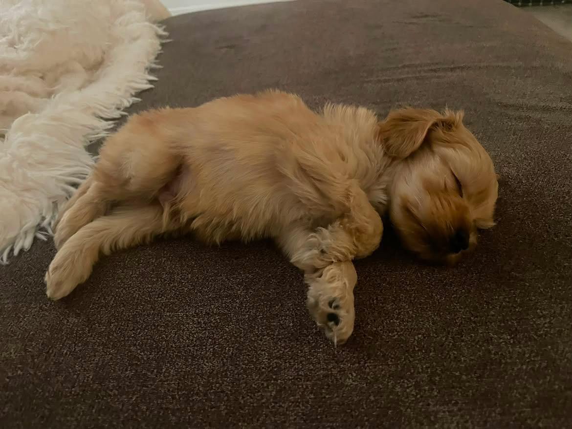 Teddy, an adopted mixed breed in Redlands , CA image 6/6