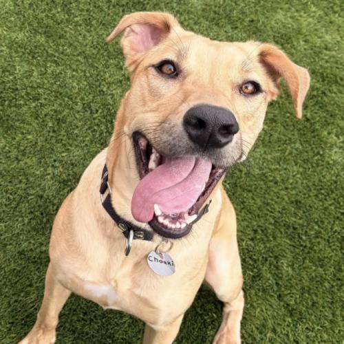 Chaaki, Adoptable, Young Female Mixed Breed.