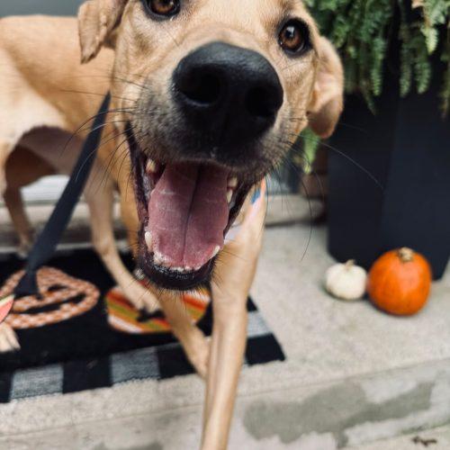 Enlarge Chaaki, a Adoptable mixed breed in Sunderland, ON image 2/6