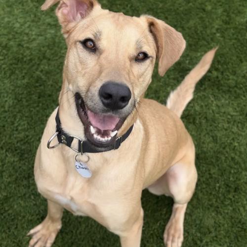Enlarge Chaaki, a Adoptable mixed breed in Sunderland, ON image 3/6
