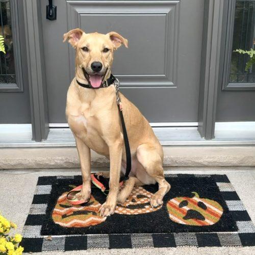Enlarge Chaaki, a Adoptable mixed breed in Sunderland, ON image 4/6