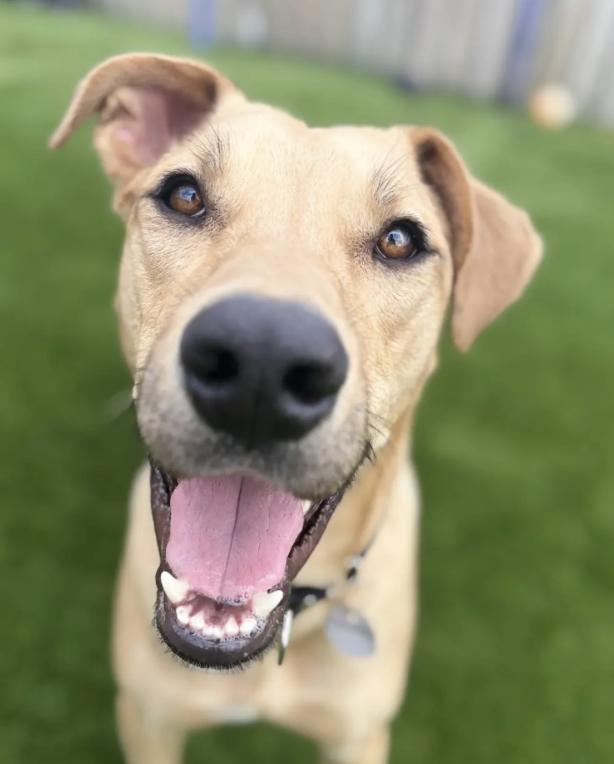 Enlarge Chaaki, a Adoptable mixed breed in Sunderland, ON image 5/6
