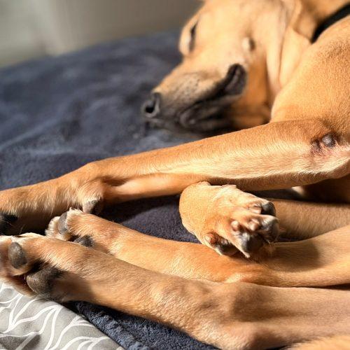Enlarge Chaaki, a Adoptable mixed breed in Sunderland, ON image 6/6