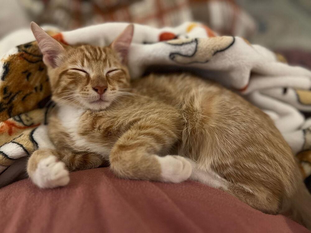 Enlarge Sunkiss, a Adoptable Domestic Short Hair in Carrollton, TX image 1/1