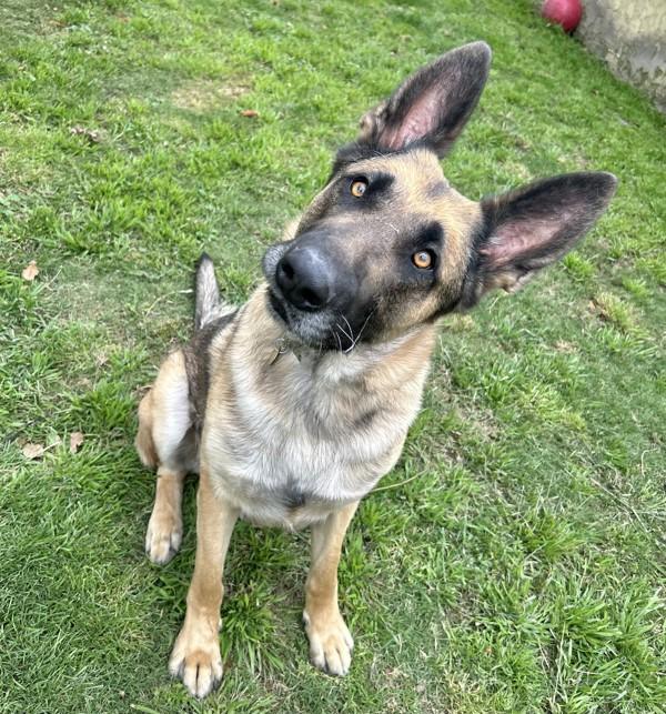 Frank, Adoptable, Adult Male German Shepherd Dog.