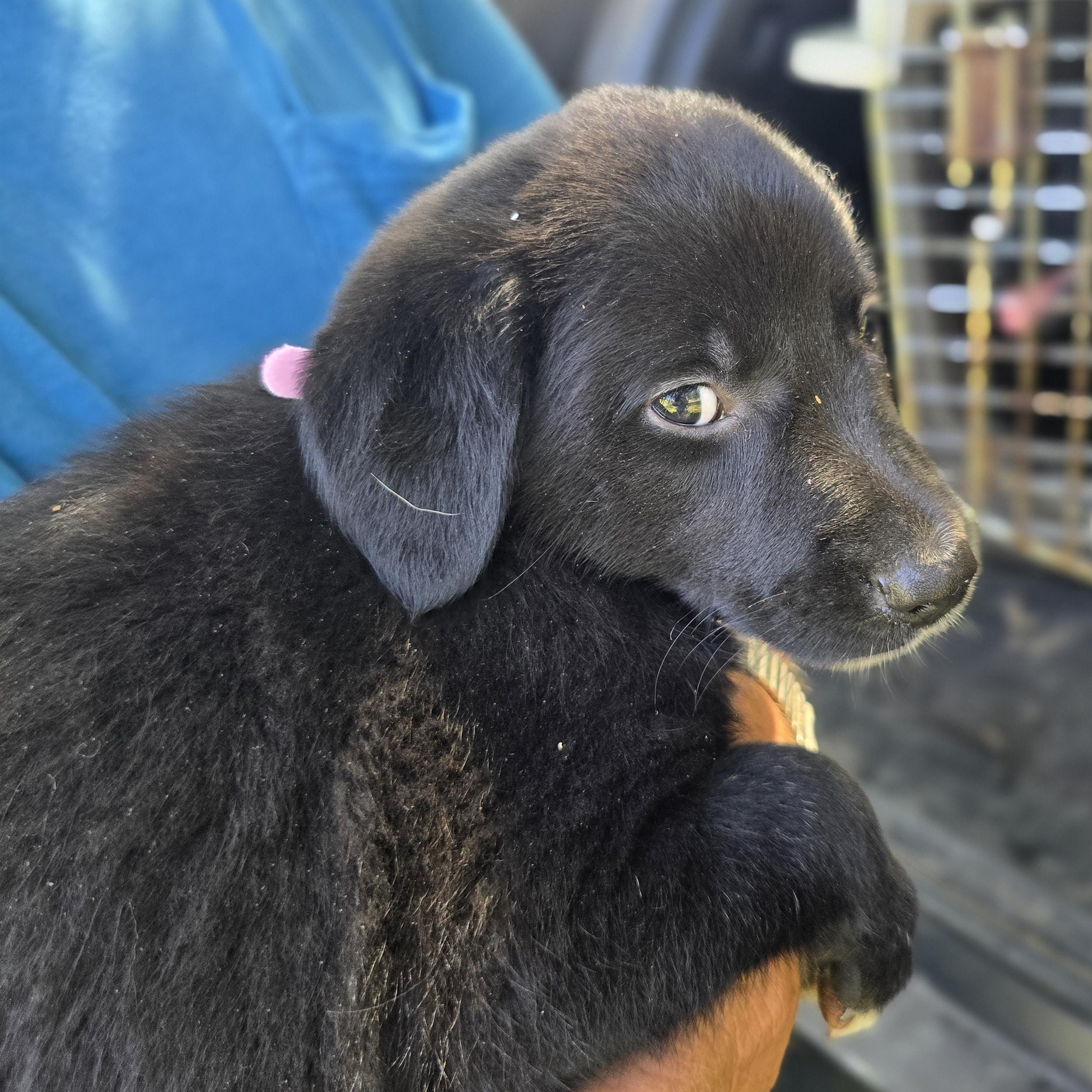 Sheba, Adopted, Puppy Female Golden Retriever & Labrador Retriever.