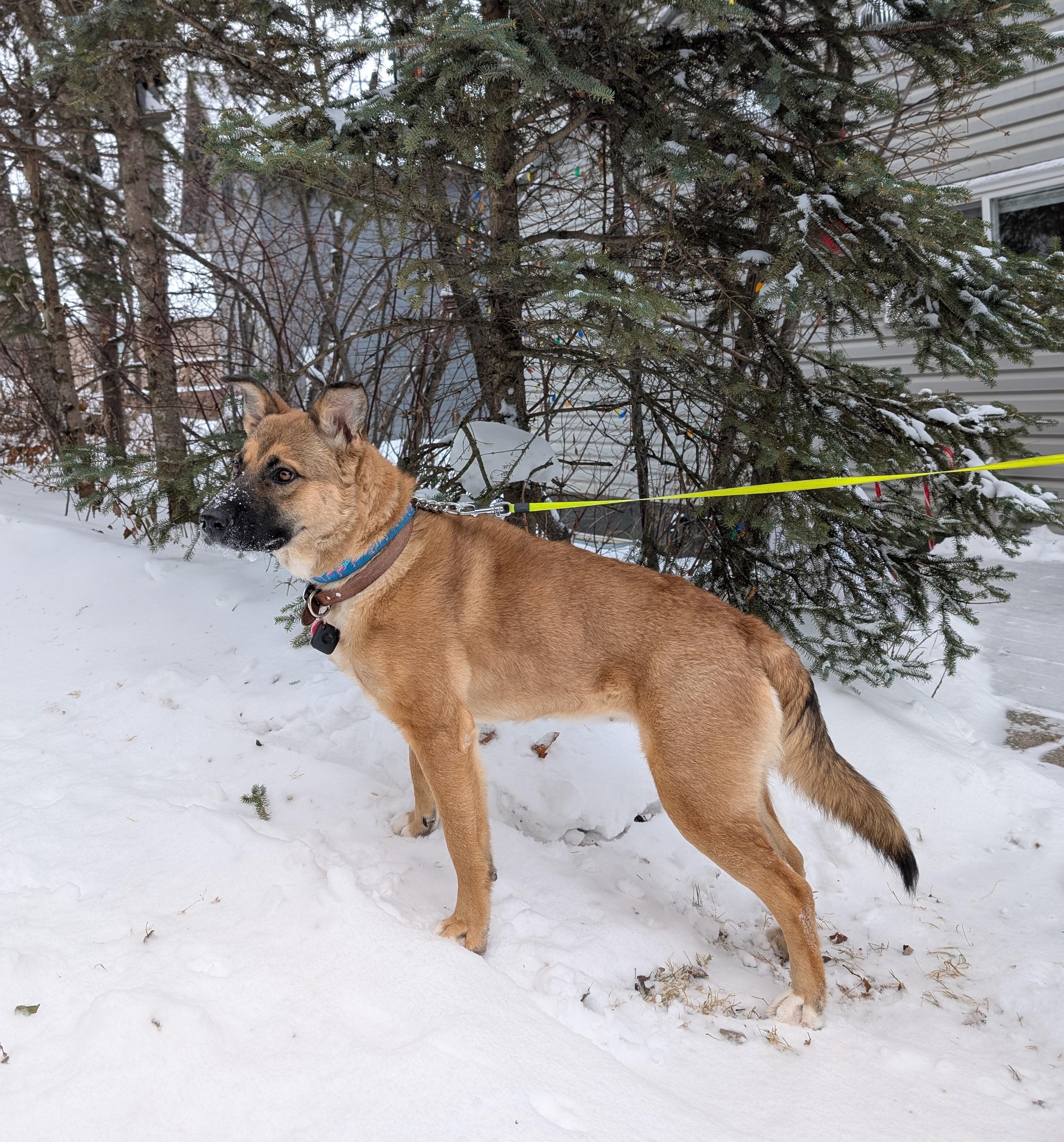 Enlarge Willow, a Adoptable Mixed Breed in Saskatoon, SK image 6/6