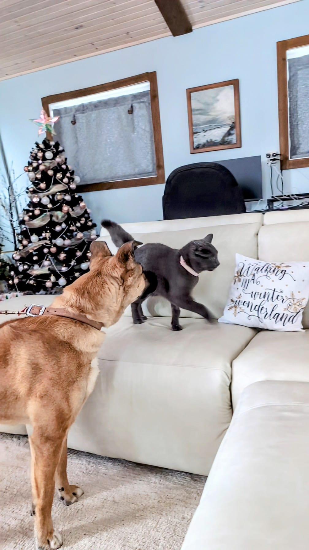 Enlarge Willow, a Adoptable Mixed Breed in Saskatoon, SK image 3/6