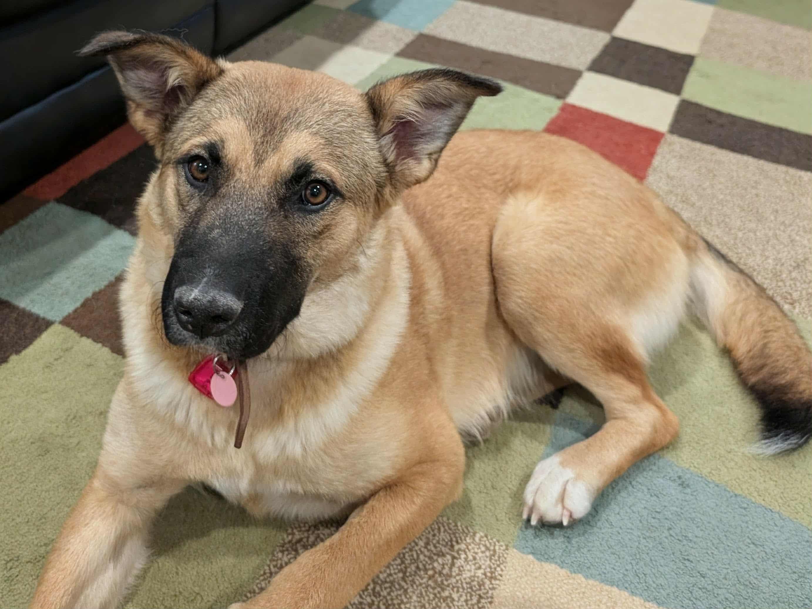 Willow, Adoptable, Adult Female Mixed Breed.